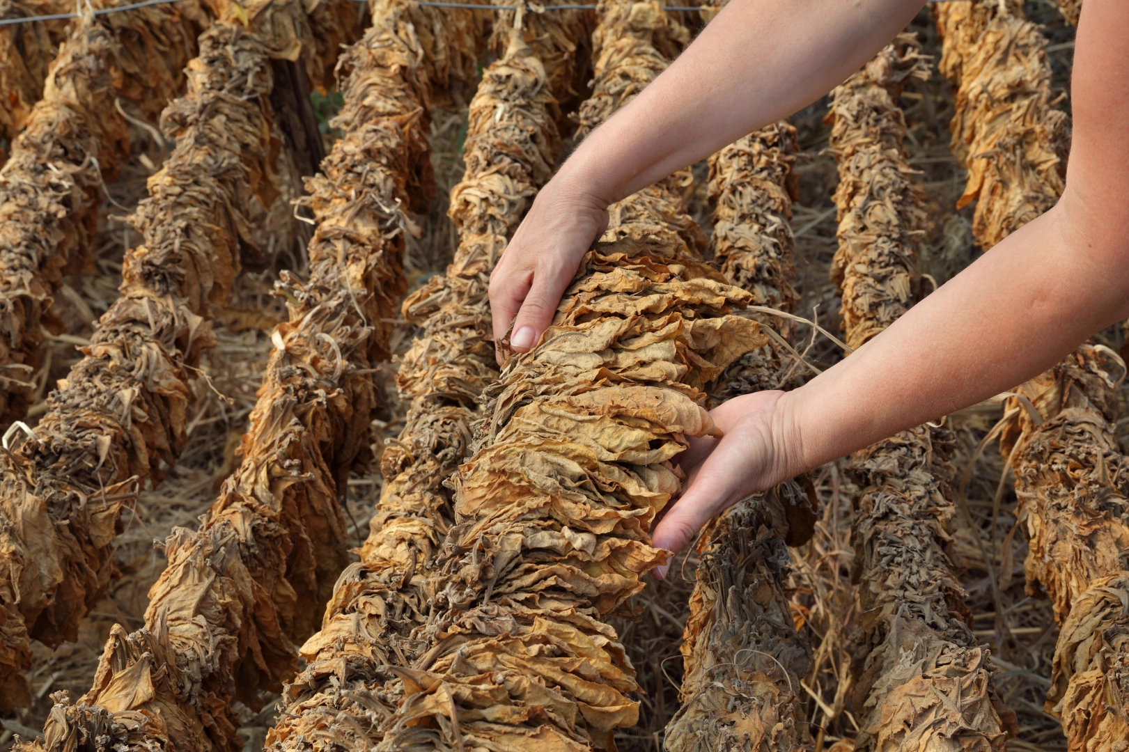 Tütün sektörü bu yıl 80 bin ton üretim hedefi koydu