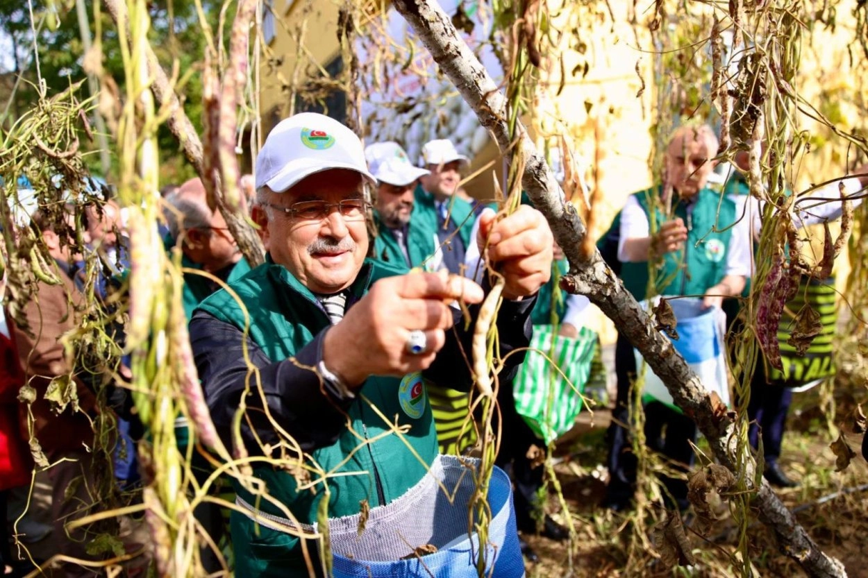 Ordu’da Akkuş fasulyesi markalaşıyor, hasat başladı