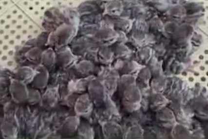 Yılın ilk keklik yavruları yumurtadan çıktı