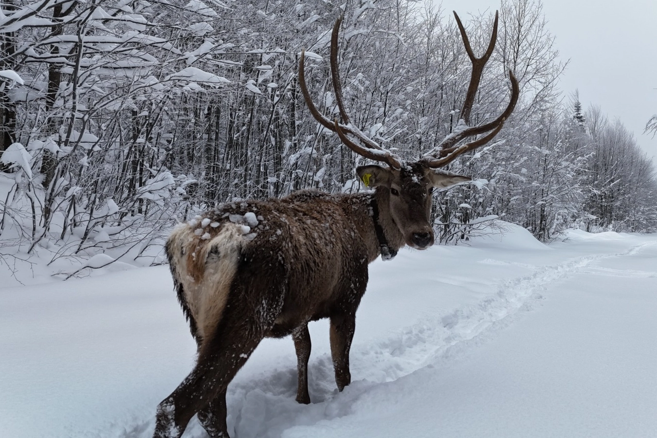 Ormanya’da tetiştirilen kızıl geyikler Kuzuyayla’nın müdavimi oldu