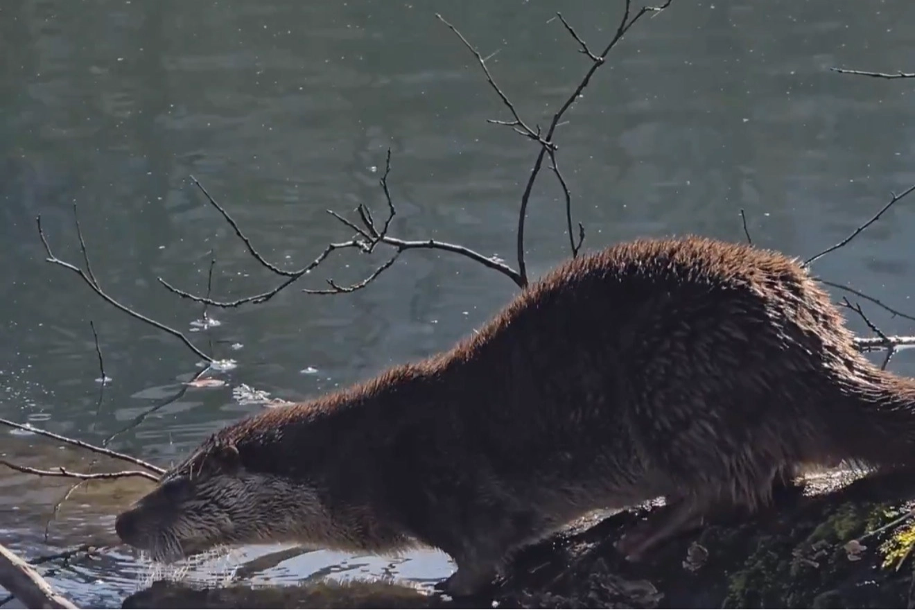 Yedigöller Milli Parkı’nda su samuru görüntülendi