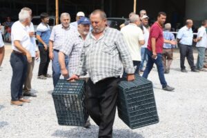 Manisa’da zeytin kasaları Kırkağaç’ta dağıtıldı