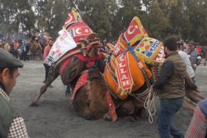 Aydın’ın Didim ilçesinde Didim Deve ve Deve Güreşi Sevenler Derneği