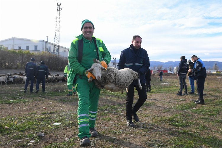 Osmangazi Belediyesi Zabıta Müdürlüğü ekipleri, ekili tarlalara ve çevreye zarar