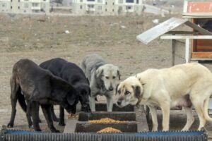 Kütahya Belediyesi Veteriner İşleri Müdürlüğü, 2022 yılında beslenme, tedavi ve