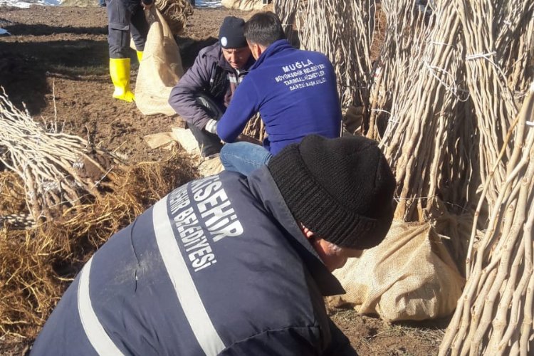 Muğla Büyükşehir Belediyesi, ipekböcekçiliğinin ana besin maddesi olan dut yaprağı