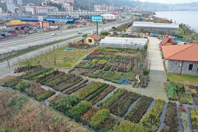 Rize Belediyesi tarafından oluşturulan sera alanında 300 bitki türü üretilip