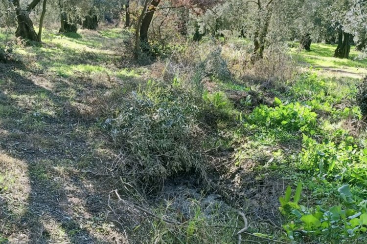 Bursa’nın Orhangazi ilçesi başta olmak üzere birçok bölgede her hasat