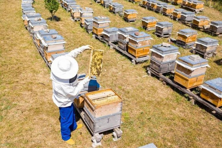 Bursa’da İnegöl Belediyesi, endemik bitki örtüsü zengin bir floraya sahip