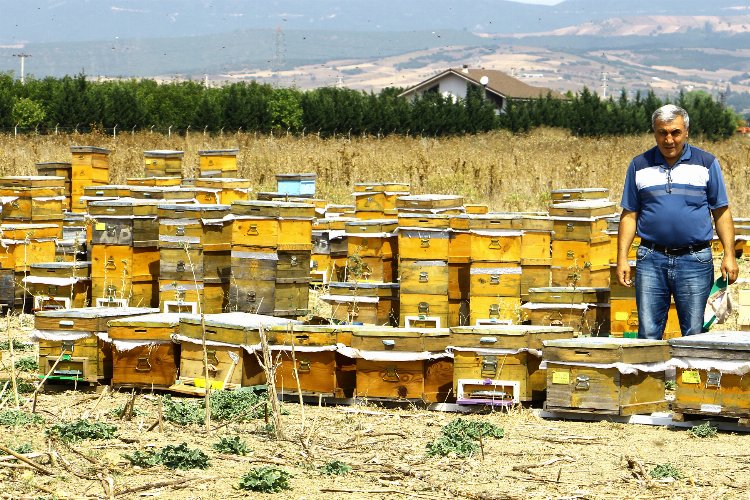 Bursa’nın Yenişehir ilçesinde 70 arıcıya toplam 85 bin 760 lira