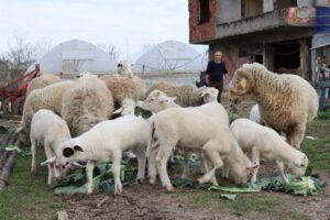 Kocaeli’nin İzmit ilçesinde Belediye Veteriner İşleri Müdürlüğü’nün hayata geçirdiği Küçükbaş