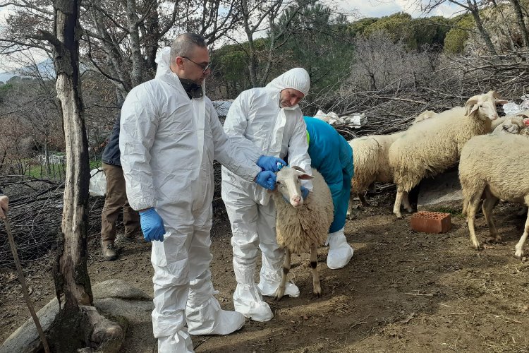 İzmit Belediyesi’nin küçükbaş hibe programları Türkiye genelinde yaşanan şap hastalığı