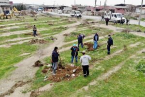 Manisa Büyükşehir ve Turgutlu Belediyesi işbirliğiyle ağaçlandırma çalışması gerçekleştirdi. MANİSA