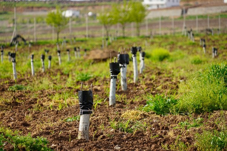 Diyarbakır Büyükşehir Belediyesi, 2023 yılında planladığı 200 bin fıstık, 12