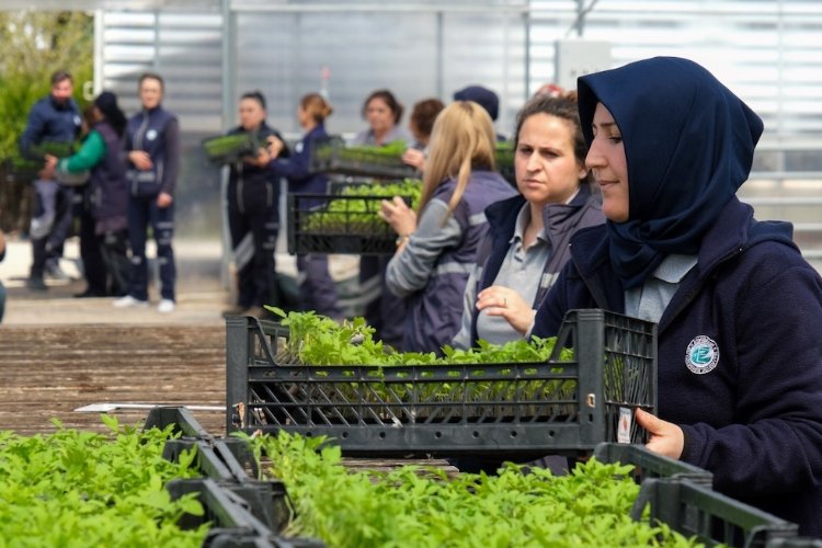 Eskişehir Büyükşehir Belediyesi Yerel Tohum Merkezi’nde üreticilere destek amacıyla ekilen