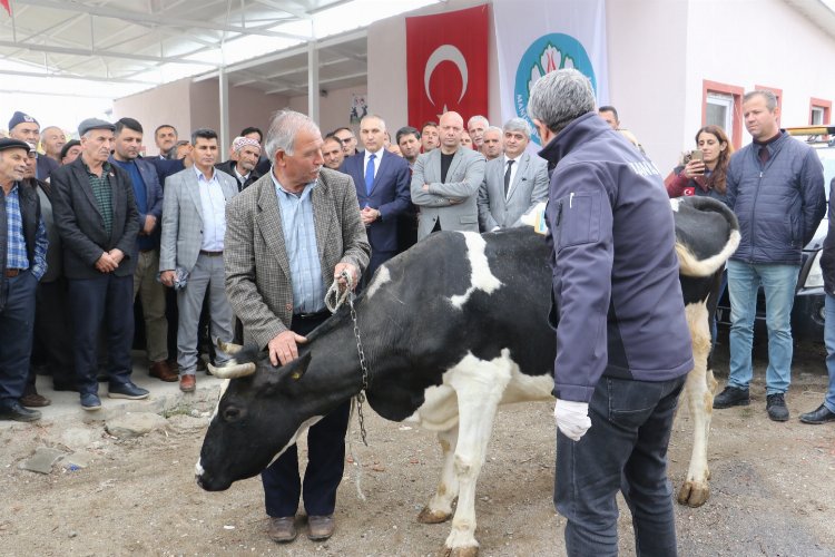 Manisa Büyükşehir Belediyesi, kırsal kalkınmaya bir desteğini de ‘Büyükbaş Hayvanların