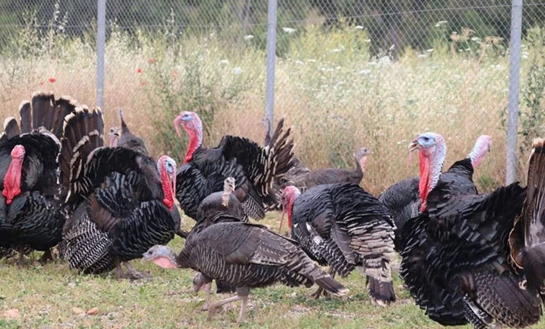 Eylül ayında tavuk eti üretimi 214 bin 116 ton, tavuk