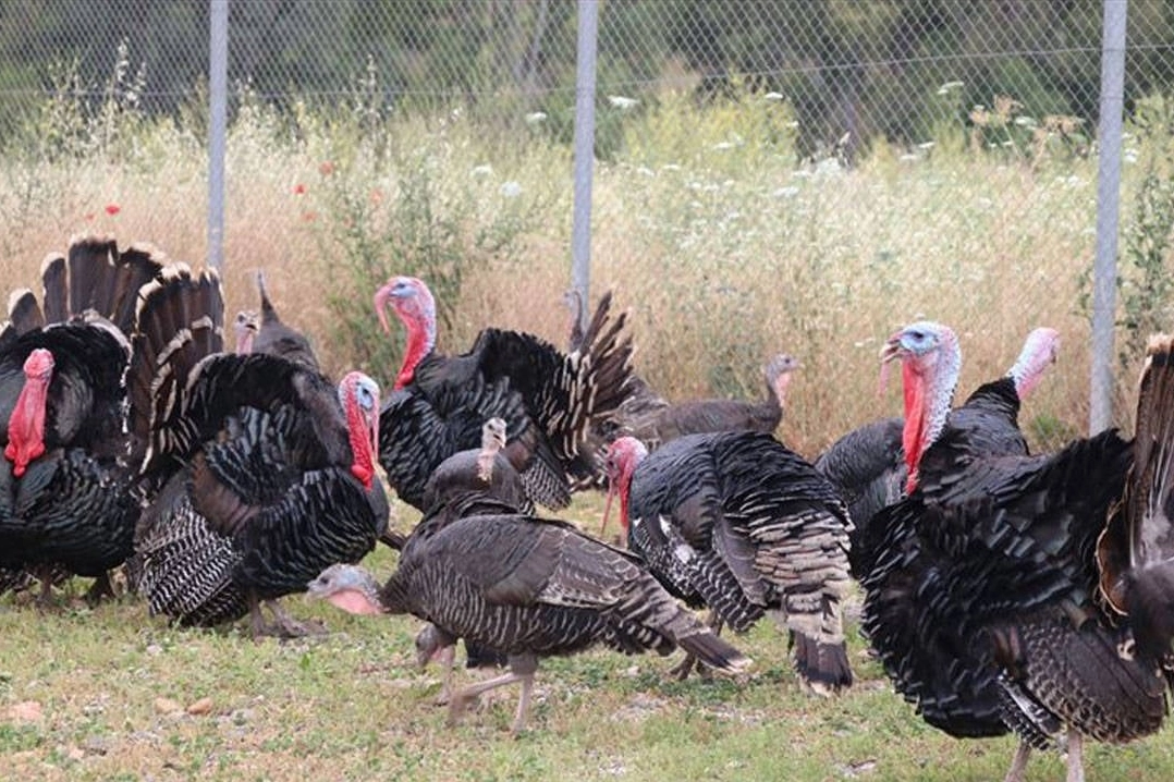 Eylül ayında tavuk eti üretimi 214 bin 116 ton, tavuk