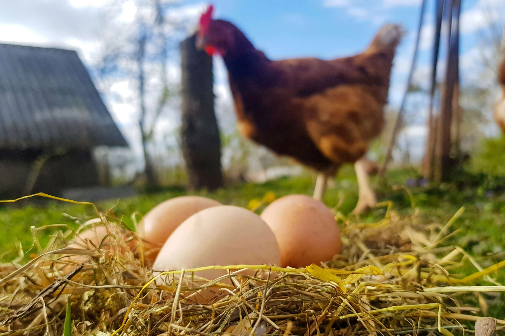 Tavuk eti üretimi 227 bin 675 ton, tavuk yumurtası üretimi